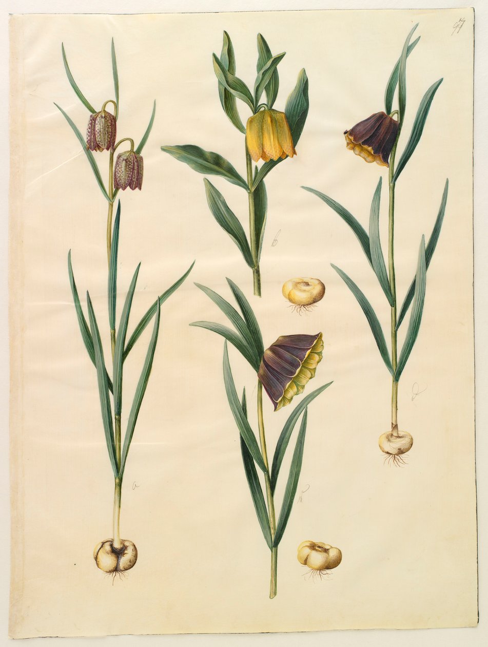 Gottorf Codex albümünden Fritillaria meleagris, c.1650 (parşömen üzerine guaj) by Hans Simon Holtzbecher