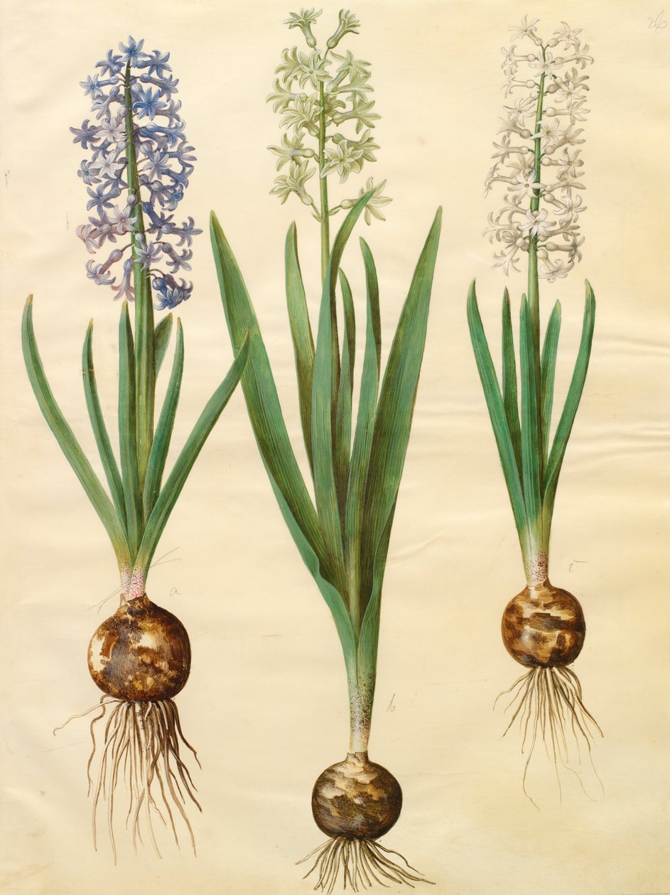 Gottorfer Codex albümünden Hyacinthoides orientalis, c.1650 (parşömen üzerine guaj) by Hans Simon Holtzbecher