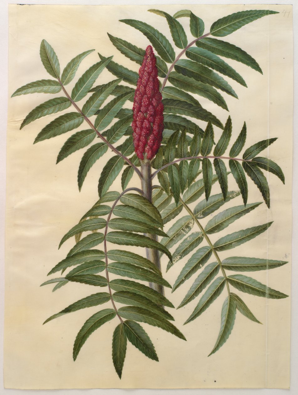 Gottorfer Codex albümünden Rhus typhina, c.1650 (parşömen üzerine guaj) by Hans Simon Holtzbecher