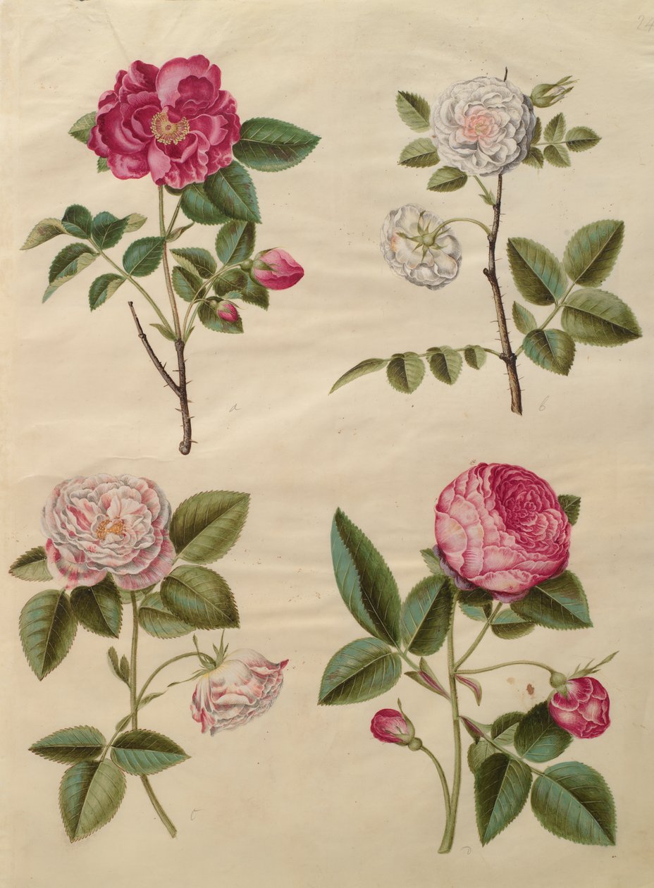 Gottorfer Codex albümünden Rosa gallica, c.1650 (parşömen üzerine guaj) by Hans Simon Holtzbecher