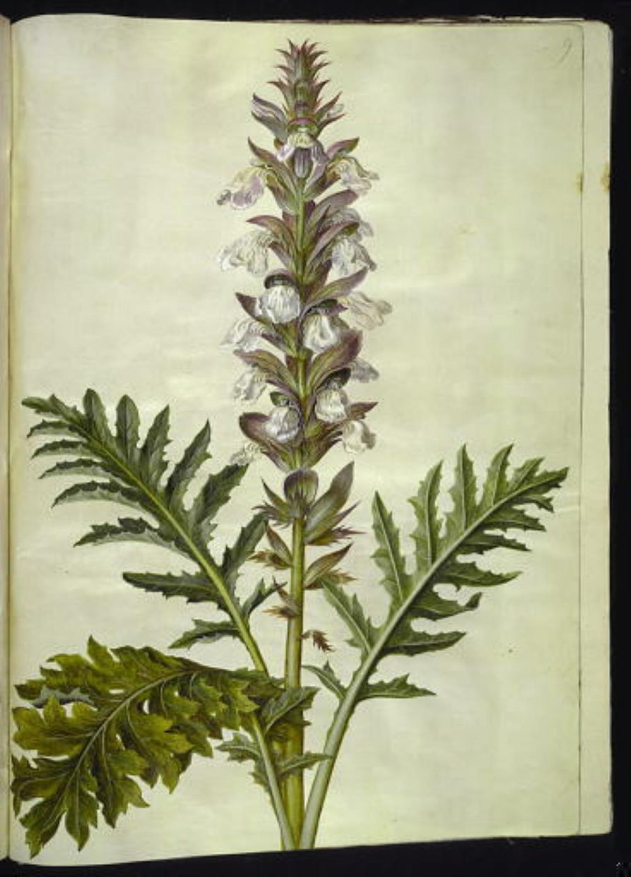 Acanthus hungaricus (ungarsk akantus) by Hans Simon Holtzbecker