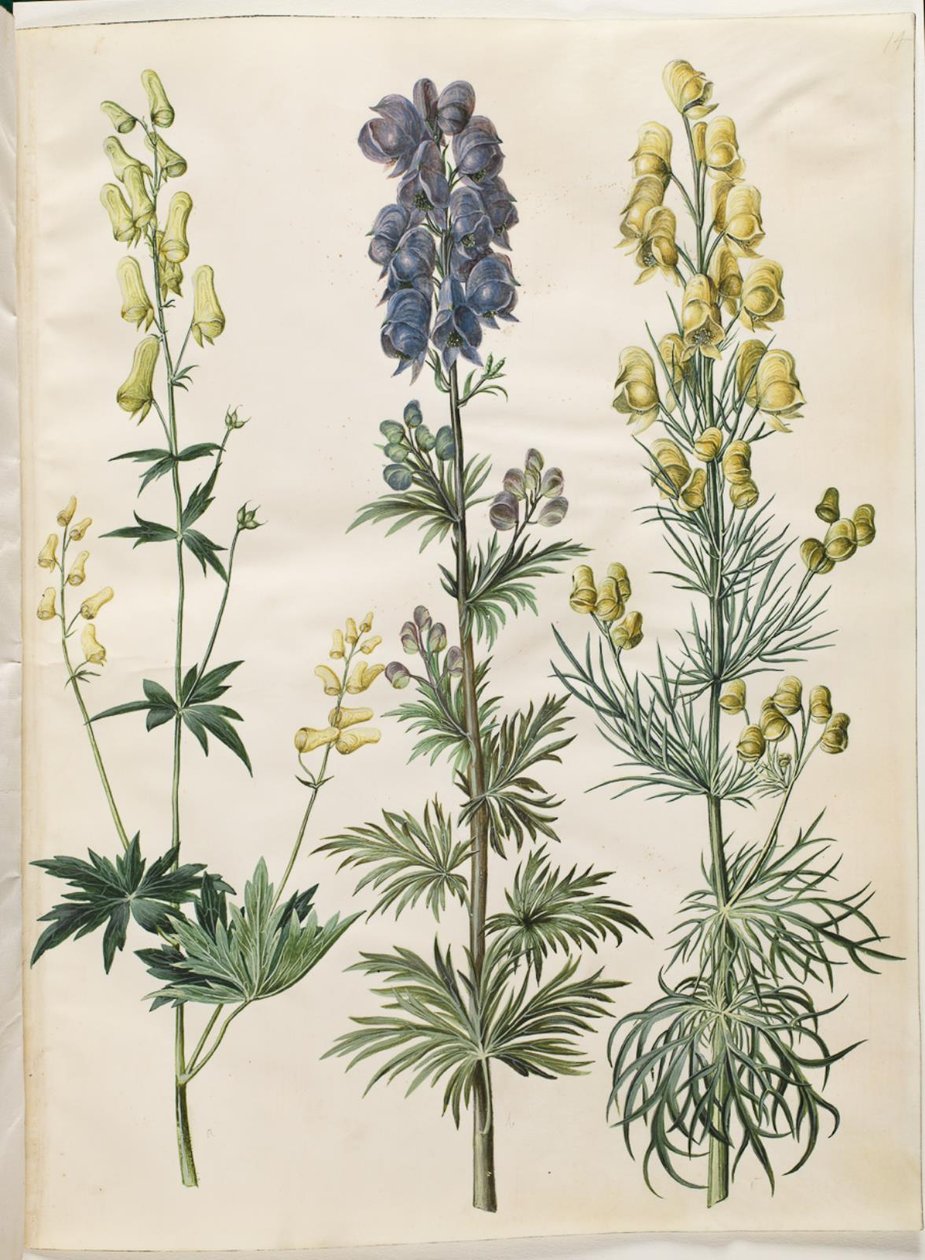 Aconitum lycoctonum (nordisk fırtınası); Aconitum napellus (fırtına şapkası için); Aconitum anthora (finbladet fırtına şapkası) by Hans Simon Holtzbecker