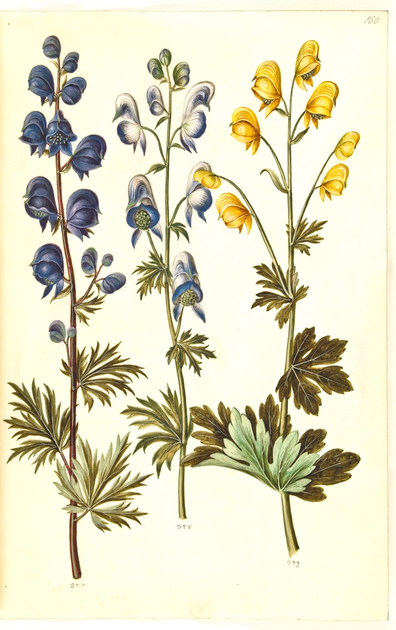 Aconitum napellus (?) (fırtına için); Aconitum variegatum, evt. Aconitum ×cammarum (?) (broget stormhat, evt. have-stormhat); Aconitum anthora (finbladet fırtına şapkası) by Hans Simon Holtzbecker