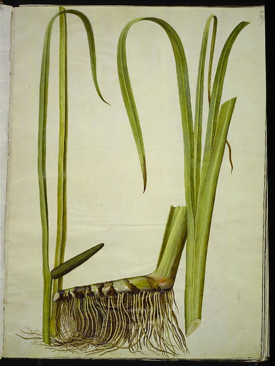 Acorus Hint kamışı (almindelig kalmus) by Hans Simon Holtzbecker