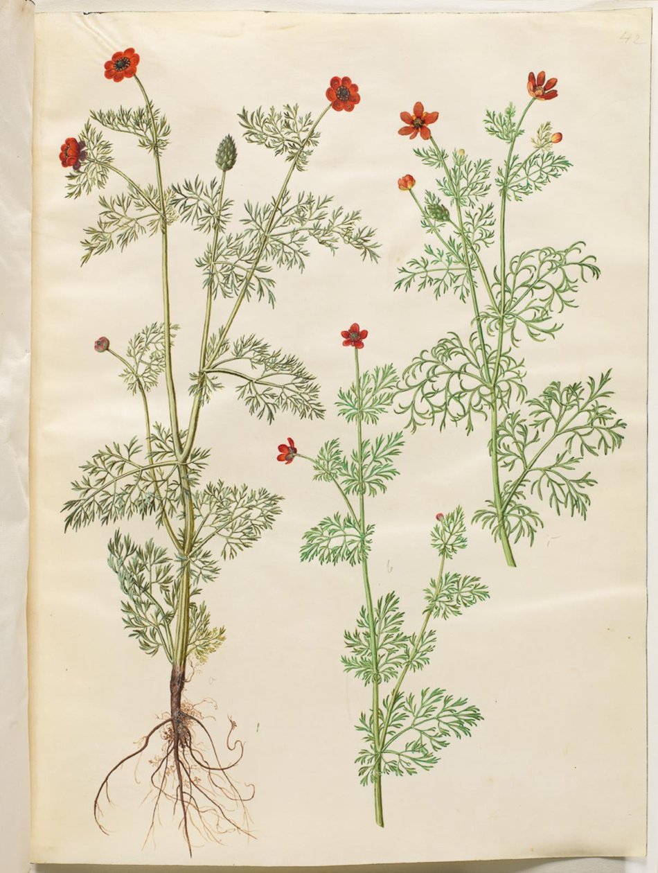 Adonis yıllık (høst-adonis); Adonis aestivalis (somer-adonis) by Hans Simon Holtzbecker