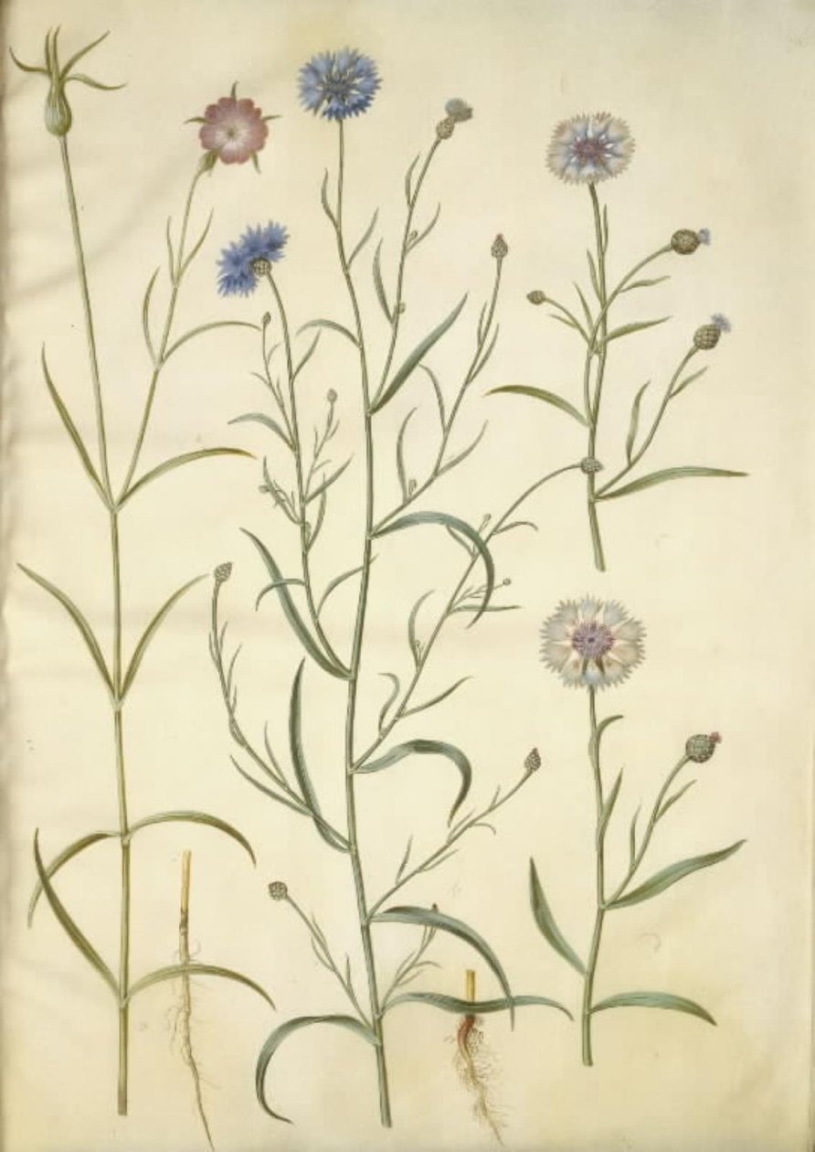 Agrostemma githago (ortak nokta); Centaurea cyanus (peygamber çiçeği) by Hans Simon Holtzbecker