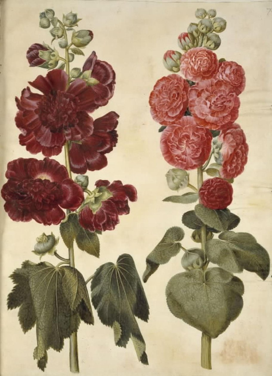 Alcea rosea (var-stokroz) by Hans Simon Holtzbecker