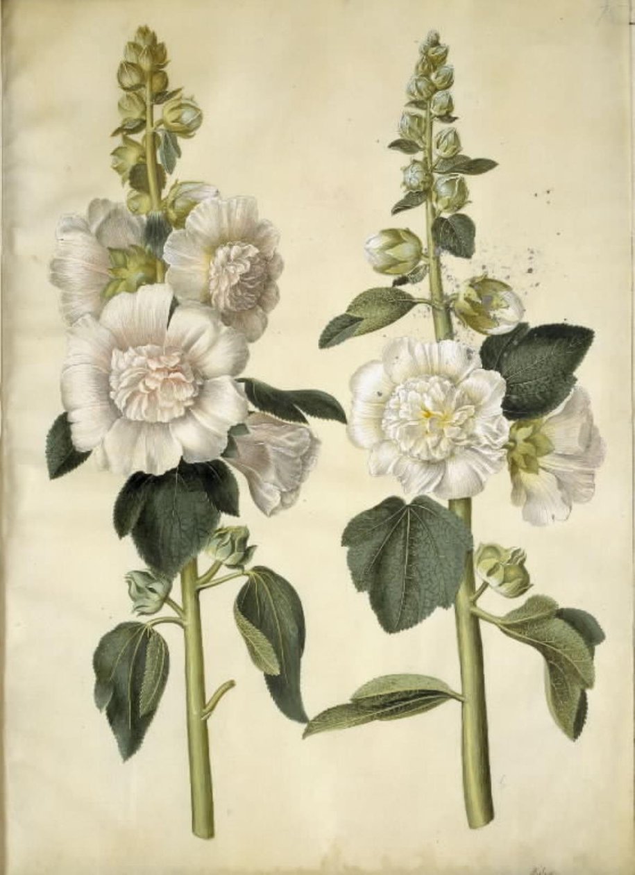 Alcea rosea (var-stokroz) by Hans Simon Holtzbecker