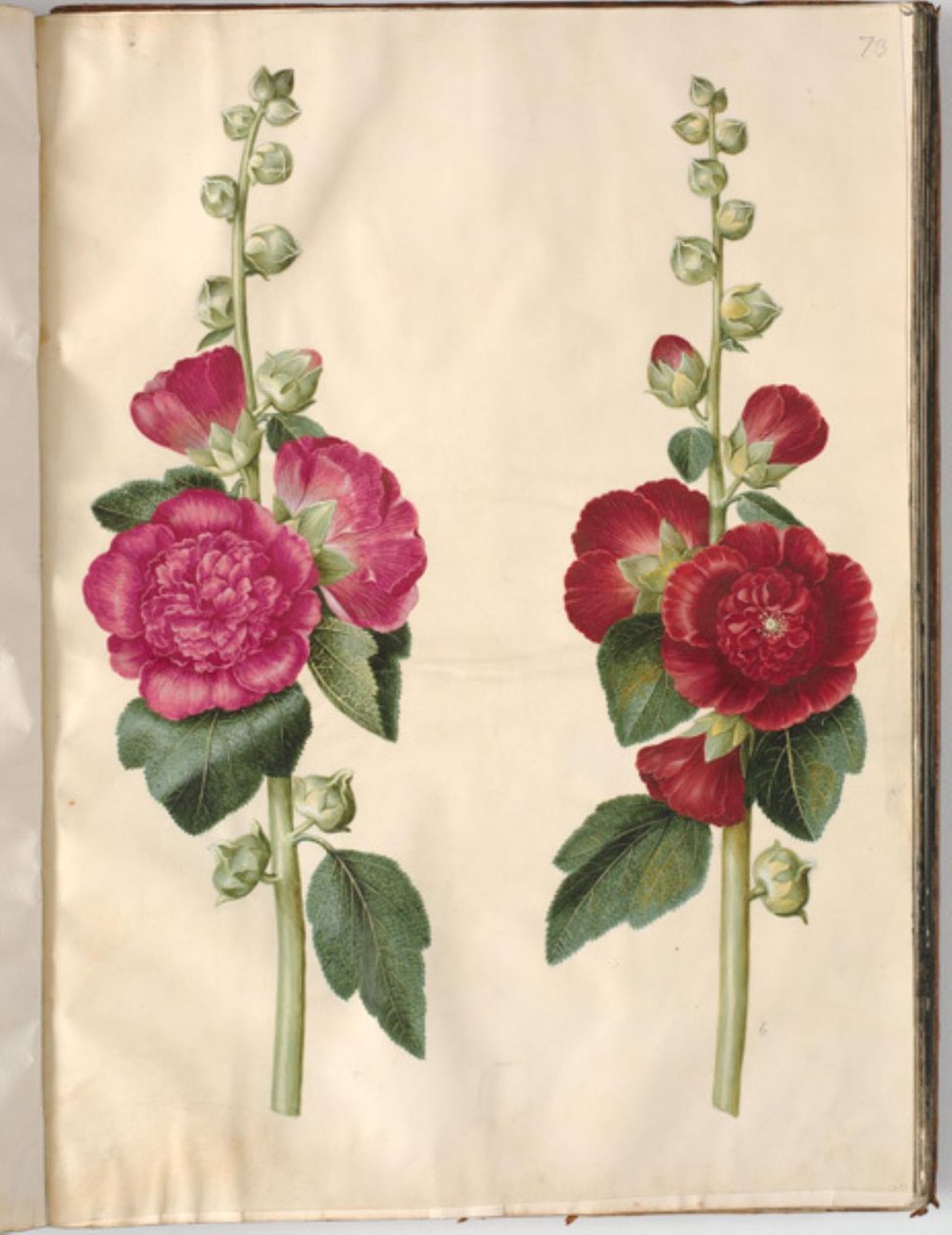 Alcea rosea (var-stokroz) by Hans Simon Holtzbecker
