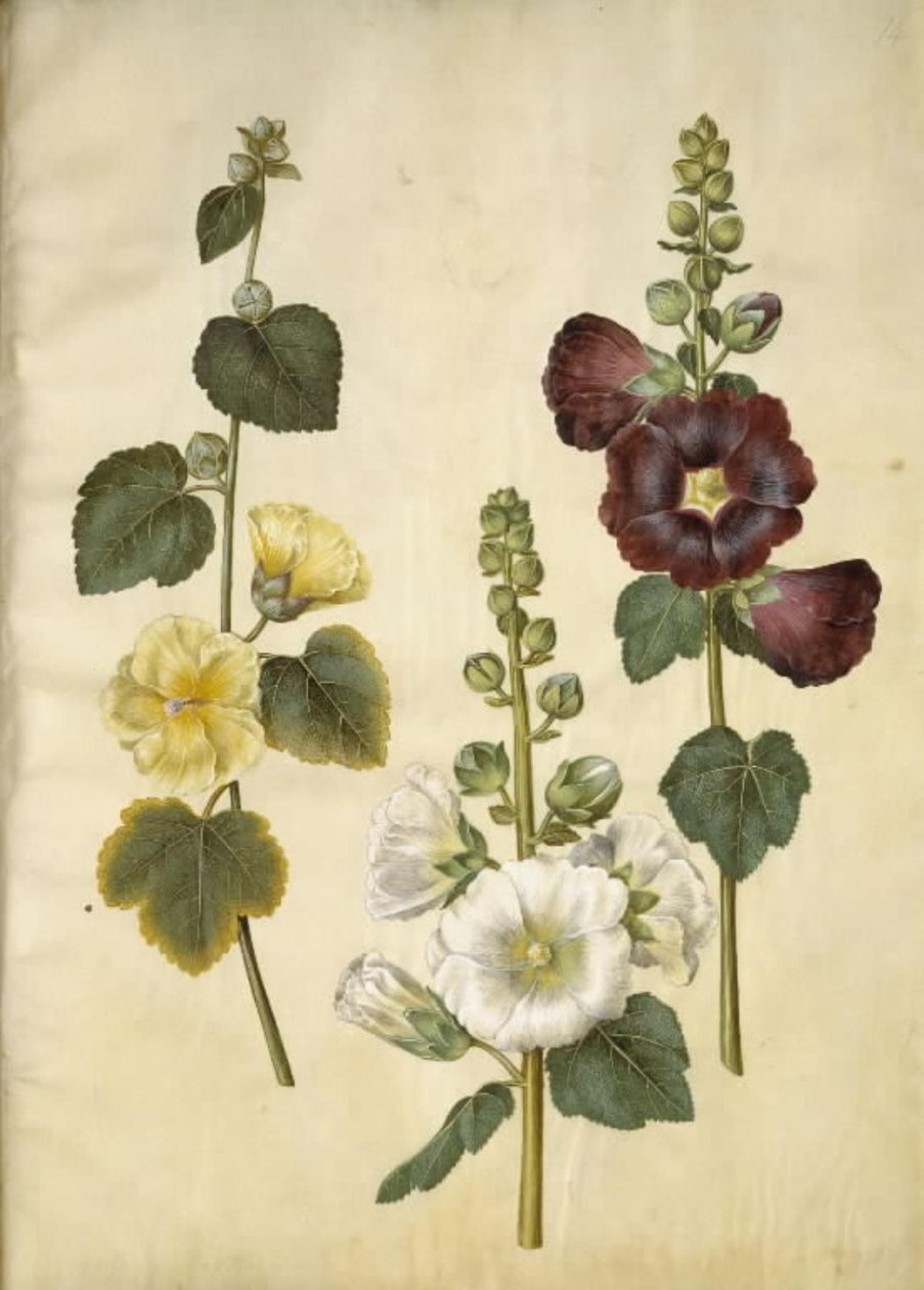 Alcea rosea (var-stokroz) by Hans Simon Holtzbecker