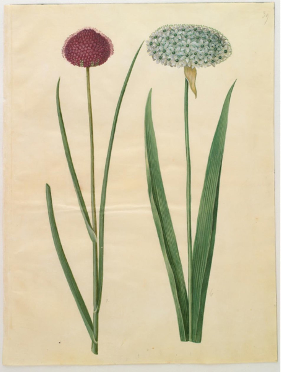 Allium sphaerocephalon (Akdeniz soğanı); Allium nigrum (siyah soğan) by Hans Simon Holtzbecker