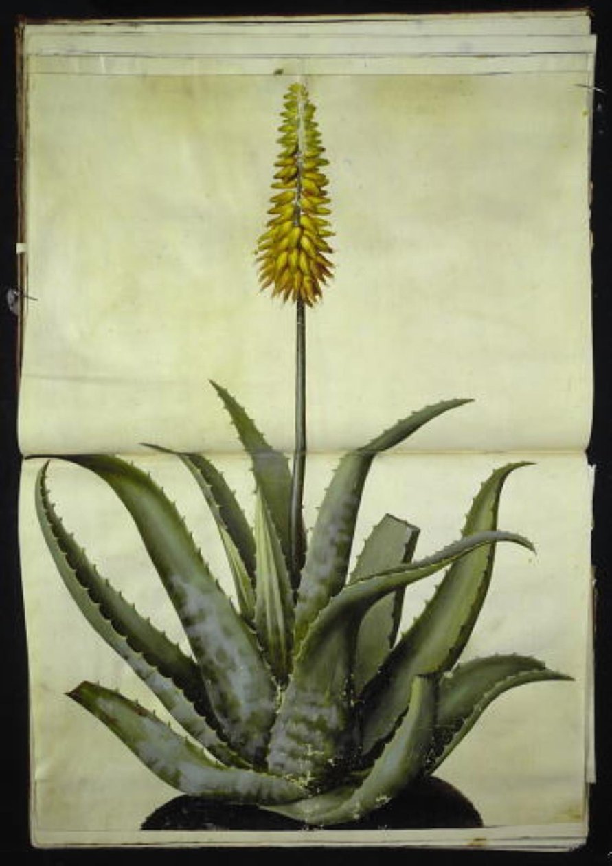 Aloe vera (doktor-aloe) by Hans Simon Holtzbecker