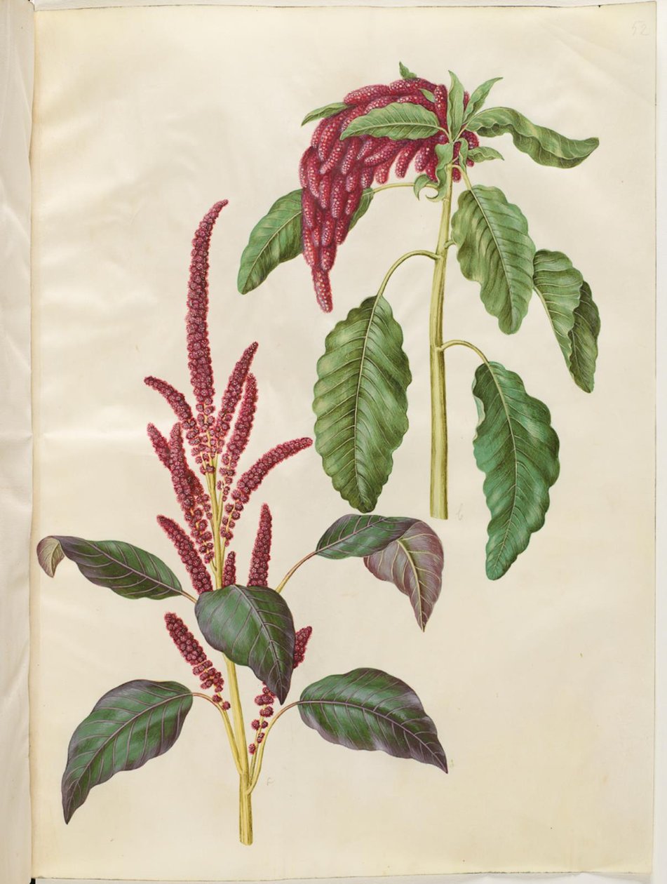 Amaranthus kanlı (rod amarant); Amaranthus kuyruklu by Hans Simon Holtzbecker