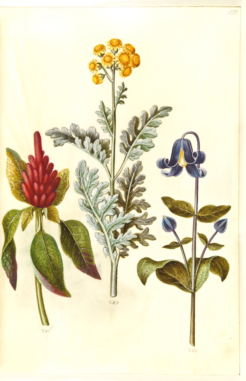 Amaranthus kanlı (rod amarant); Jacobaea marinum (gråblad); Akasma integrifolia (blå staudeklematis) by Hans Simon Holtzbecker