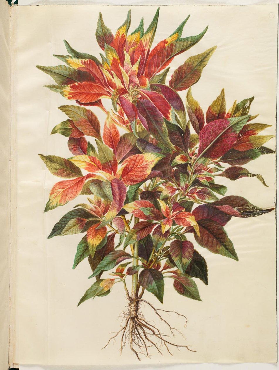 Amaranthus üç renkli (papağan-amaranth) by Hans Simon Holtzbecker
