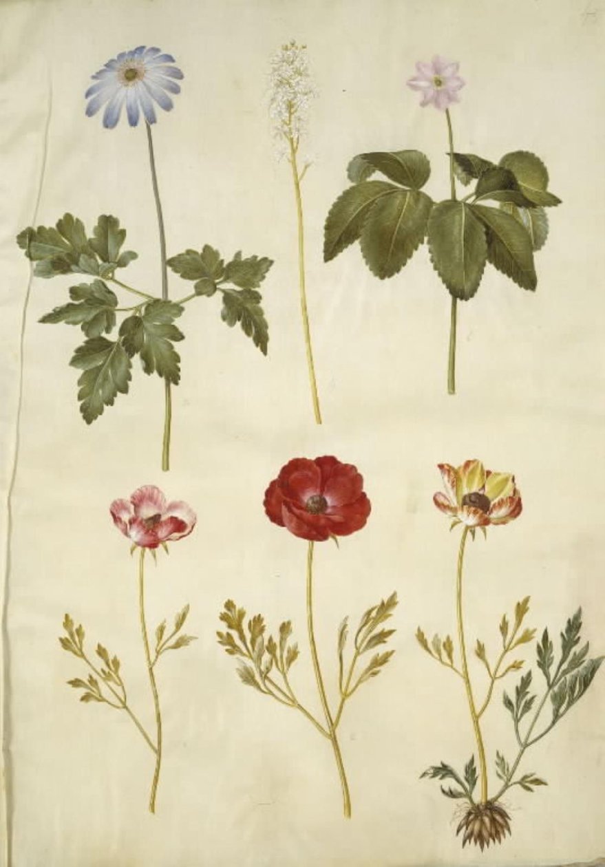 Anemon apennina (appenniner-anemon); Tiarella cordifolia (ortak köpük çiçek); Anemon trifolia (titreşim anemon); Ranunculus asiaticus by Hans Simon Holtzbecker