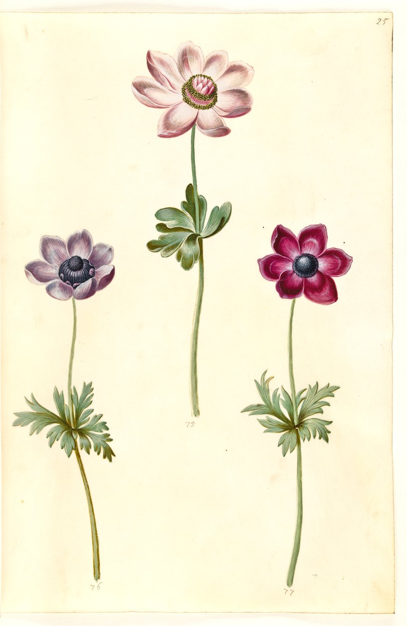 Anemone coronaria (fransk anemon) by Hans Simon Holtzbecker