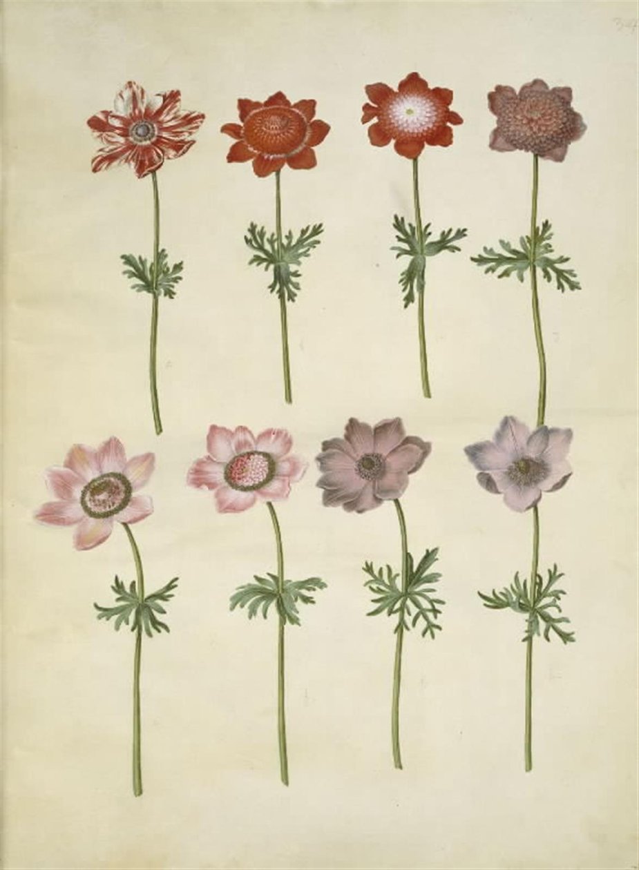 Anemone coronaria (fransk anemon) by Hans Simon Holtzbecker