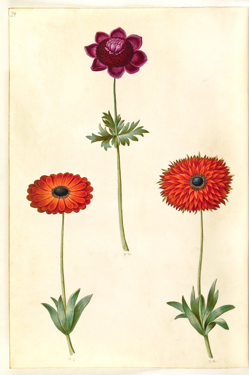 Anemon coronaria (Fransız anemon); Anemon × fulgens (parlak anemon) by Hans Simon Holtzbecker