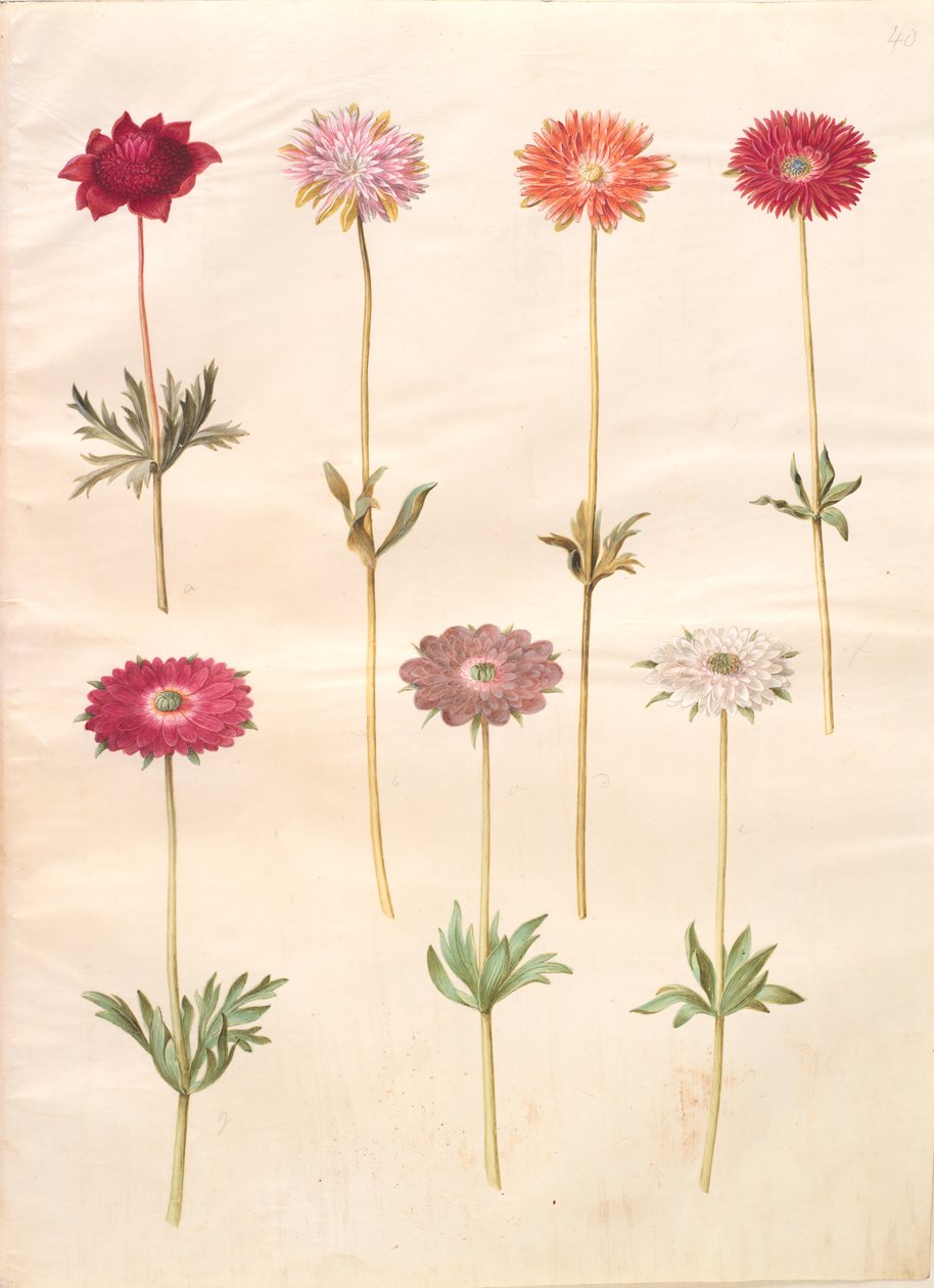 Anemon coronaria (Fransız anemon); Anemon × fulgens (parlak anemon) by Hans Simon Holtzbecker