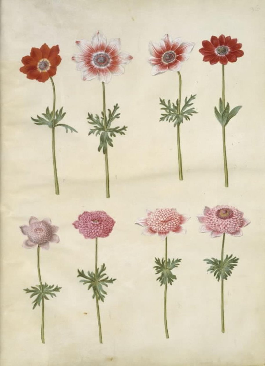 Anemone coronaria L. (Fransız anemon); Anemon pavonina (tavus kuşu anemon) by Hans Simon Holtzbecker