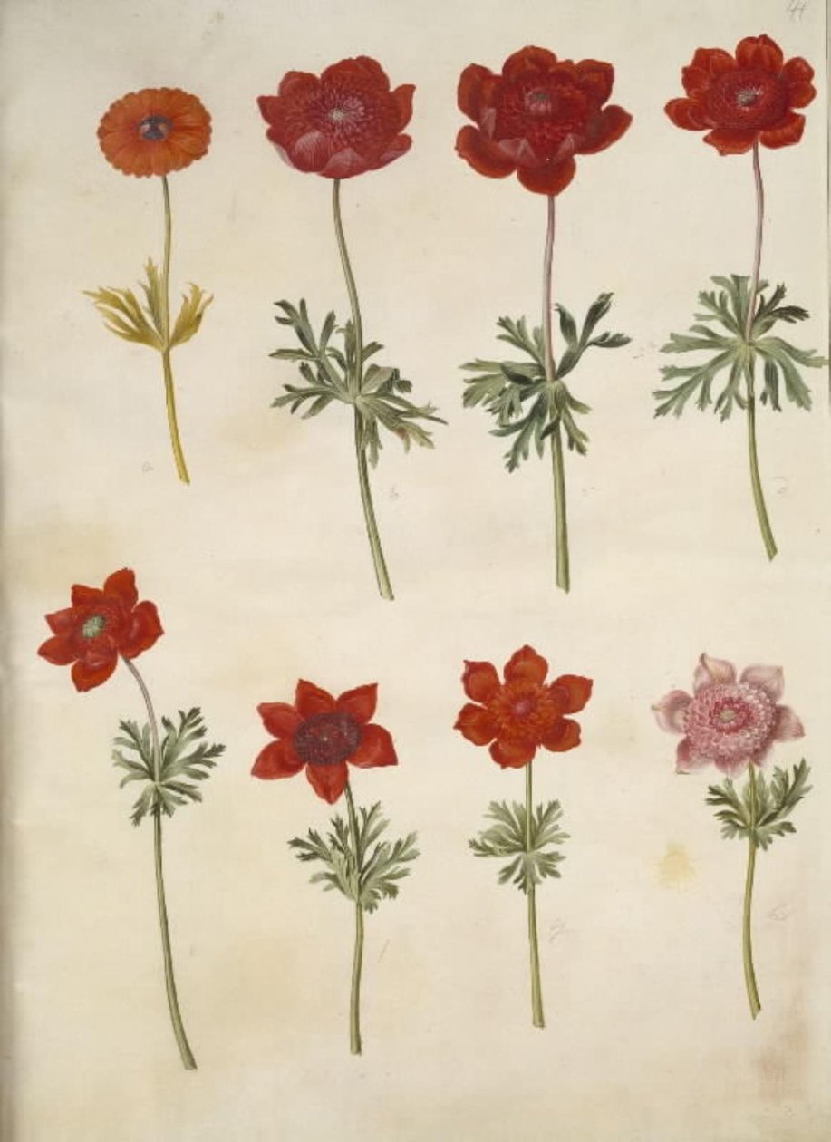 Anemon × fulgens (parlak anemon); Anemone coronaria (Fransız anemon) by Hans Simon Holtzbecker