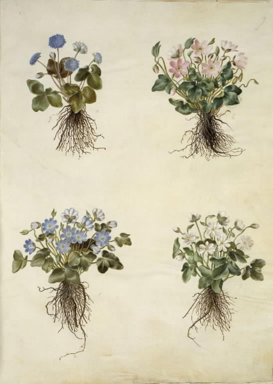 Anemon hepatica (mavi anemon) by Hans Simon Holtzbecker