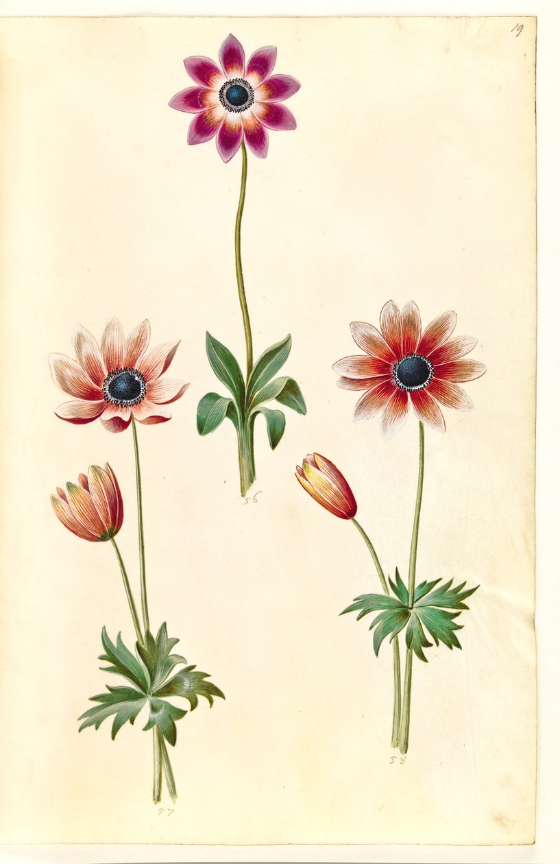 Anemon pavonina (tavus kuşu anemon) by Hans Simon Holtzbecker