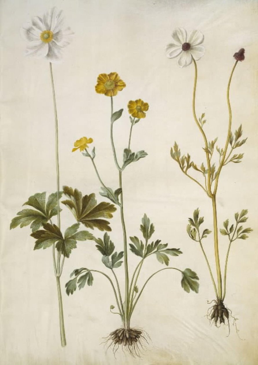 Anemon sylvestris (yaz anemon); Ranunculus monspeliacus (ipek-ranunkel); Ranunculus asiaticus by Hans Simon Holtzbecker