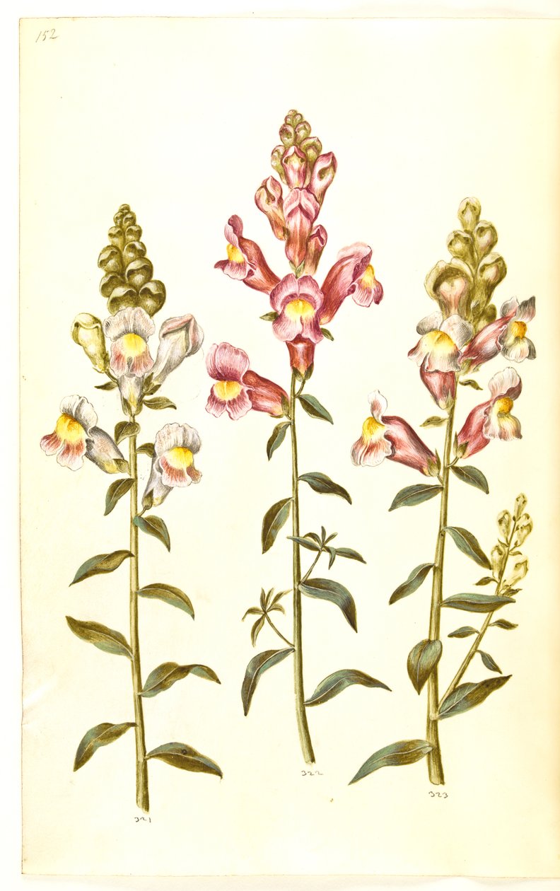 Antirrhinum canadensis (have-løvemund) by Hans Simon Holtzbecker