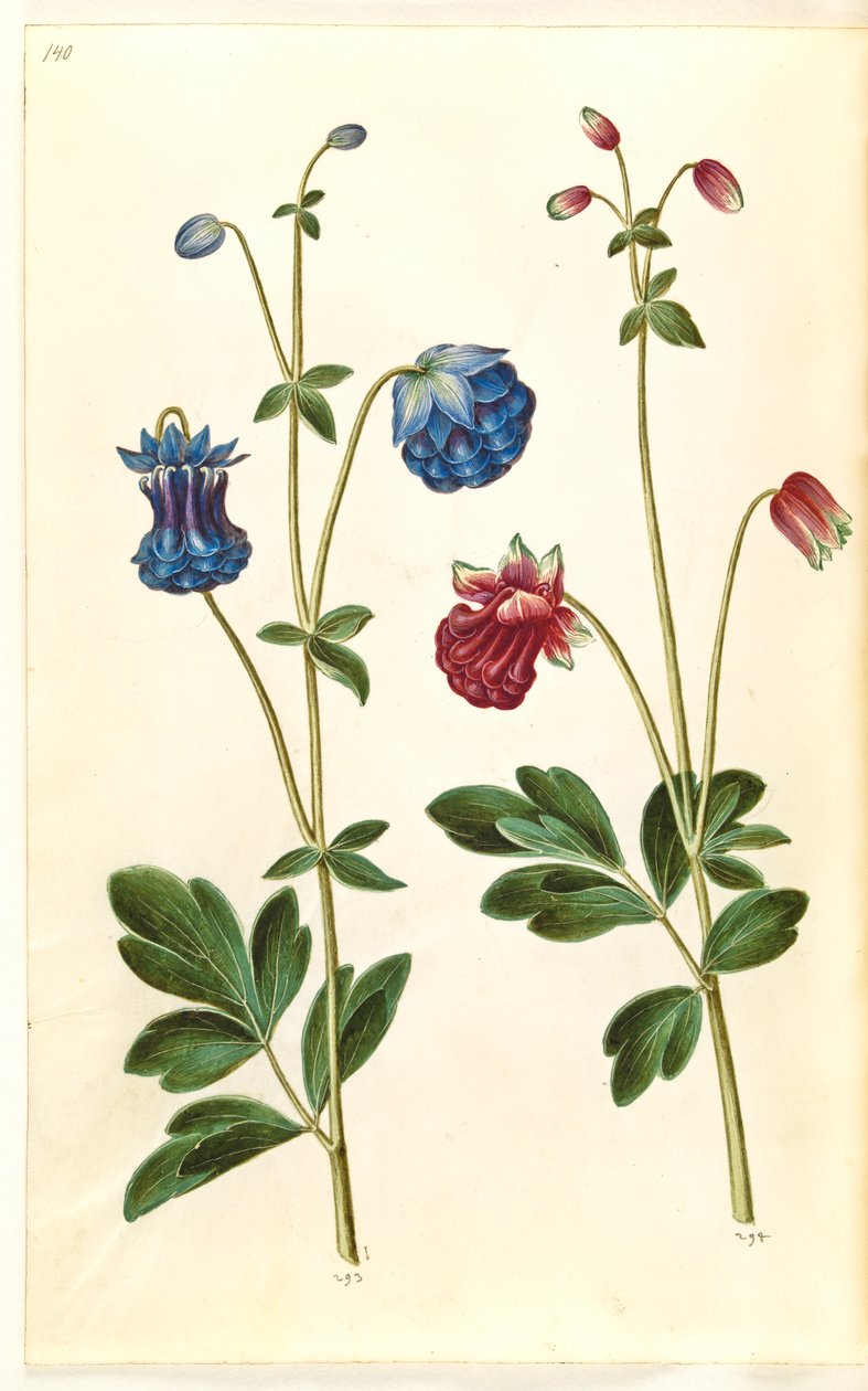 Aquilegia vulgaris (ortak columbine) by Hans Simon Holtzbecker