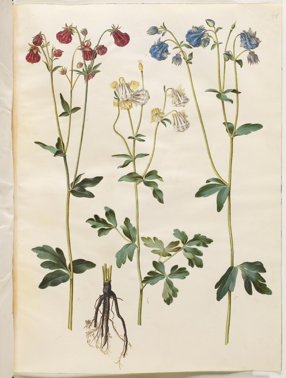 Aquilegia vulgaris (ortak columbine) by Hans Simon Holtzbecker