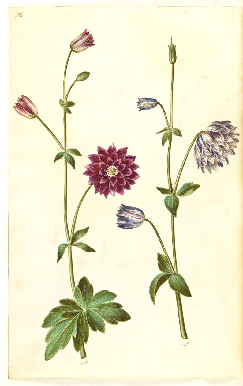 Aquilegia vulgaris (ortak columbine) by Hans Simon Holtzbecker