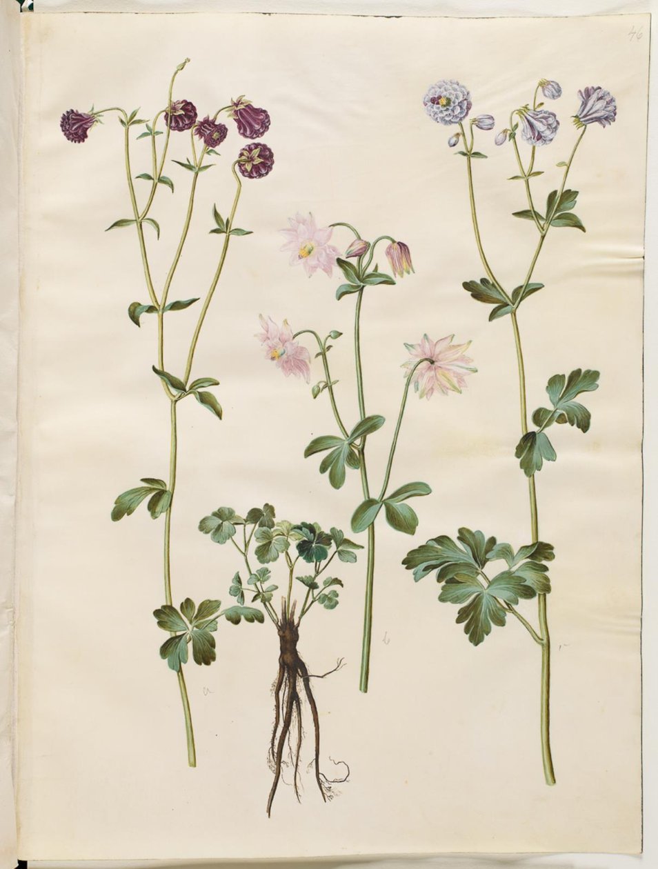 Aquilegia vulgaris (ortak columbine) by Hans Simon Holtzbecker