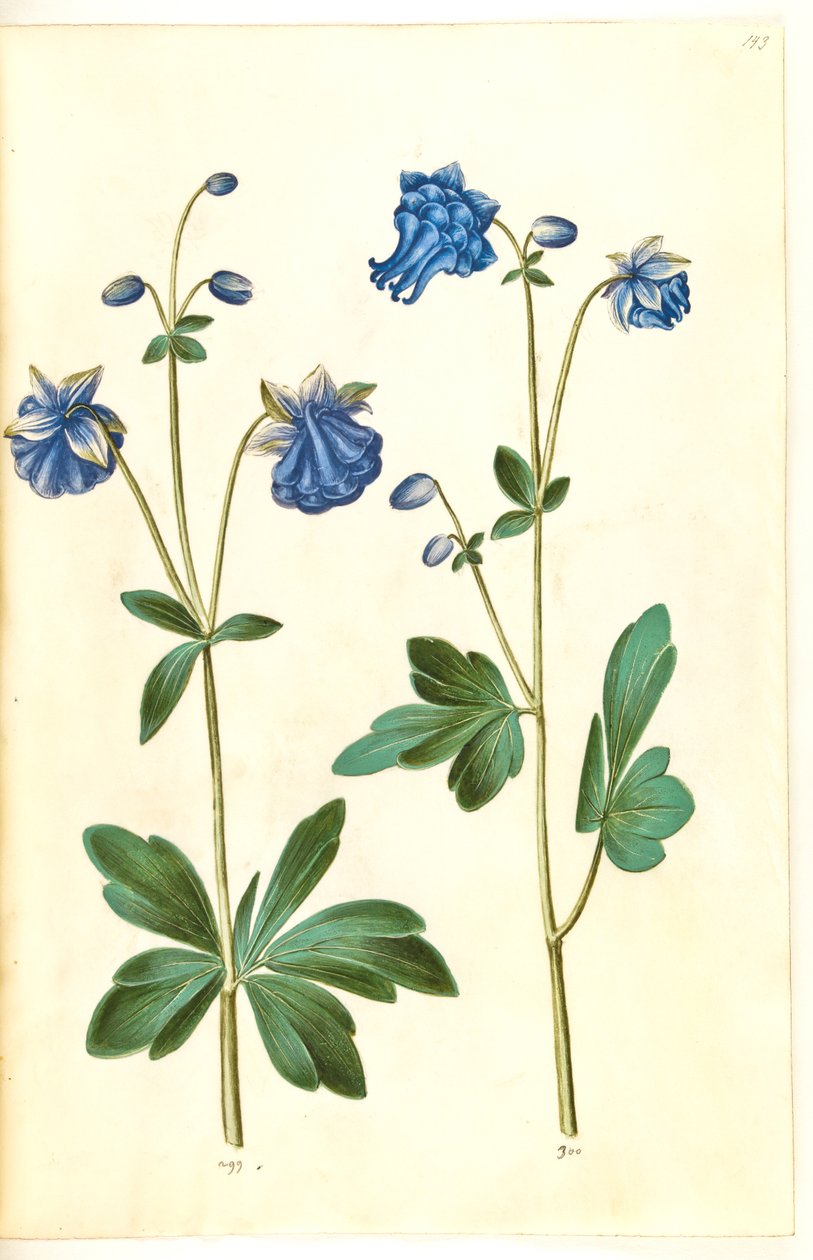 Aquilegia vulgaris (ortak columbine) by Hans Simon Holtzbecker