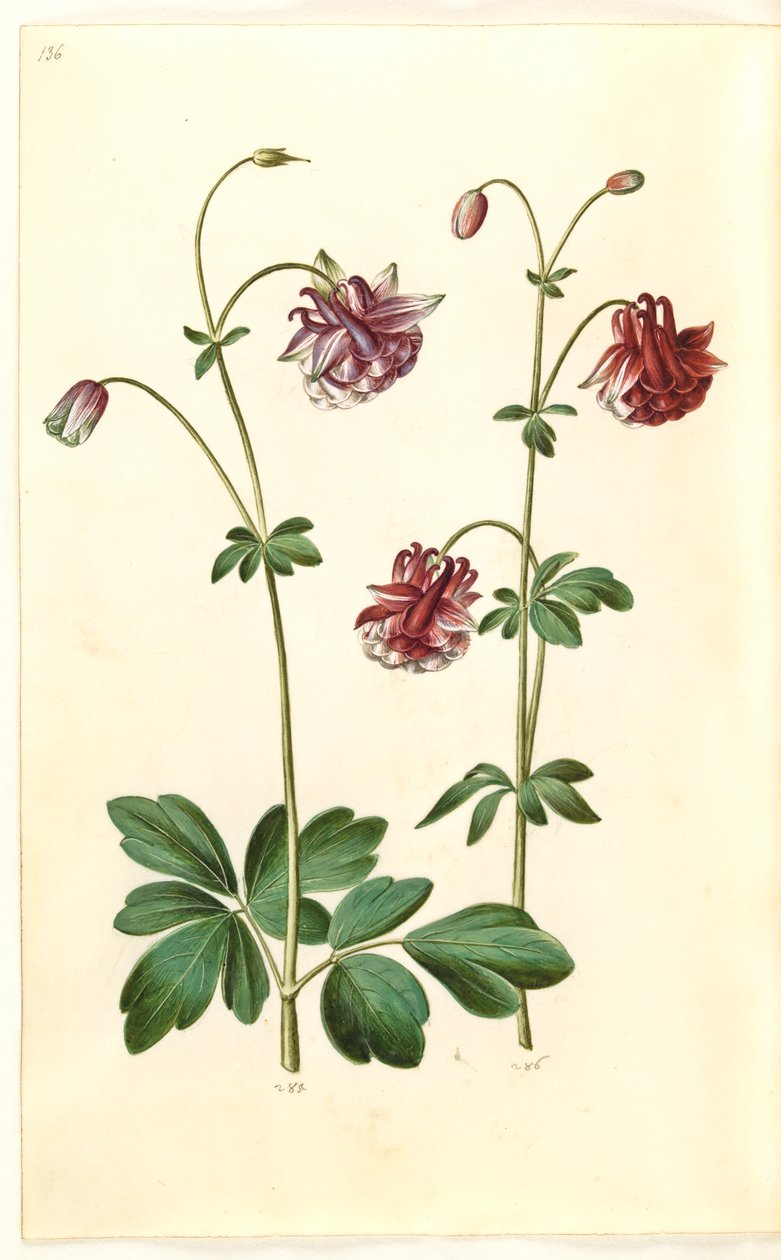 Aquilegia vulgaris (ortak columbine) by Hans Simon Holtzbecker
