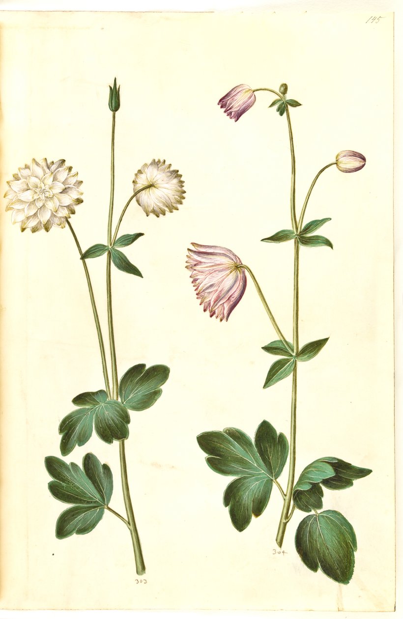 Aquilegia vulgaris (ortak columbine) by Hans Simon Holtzbecker