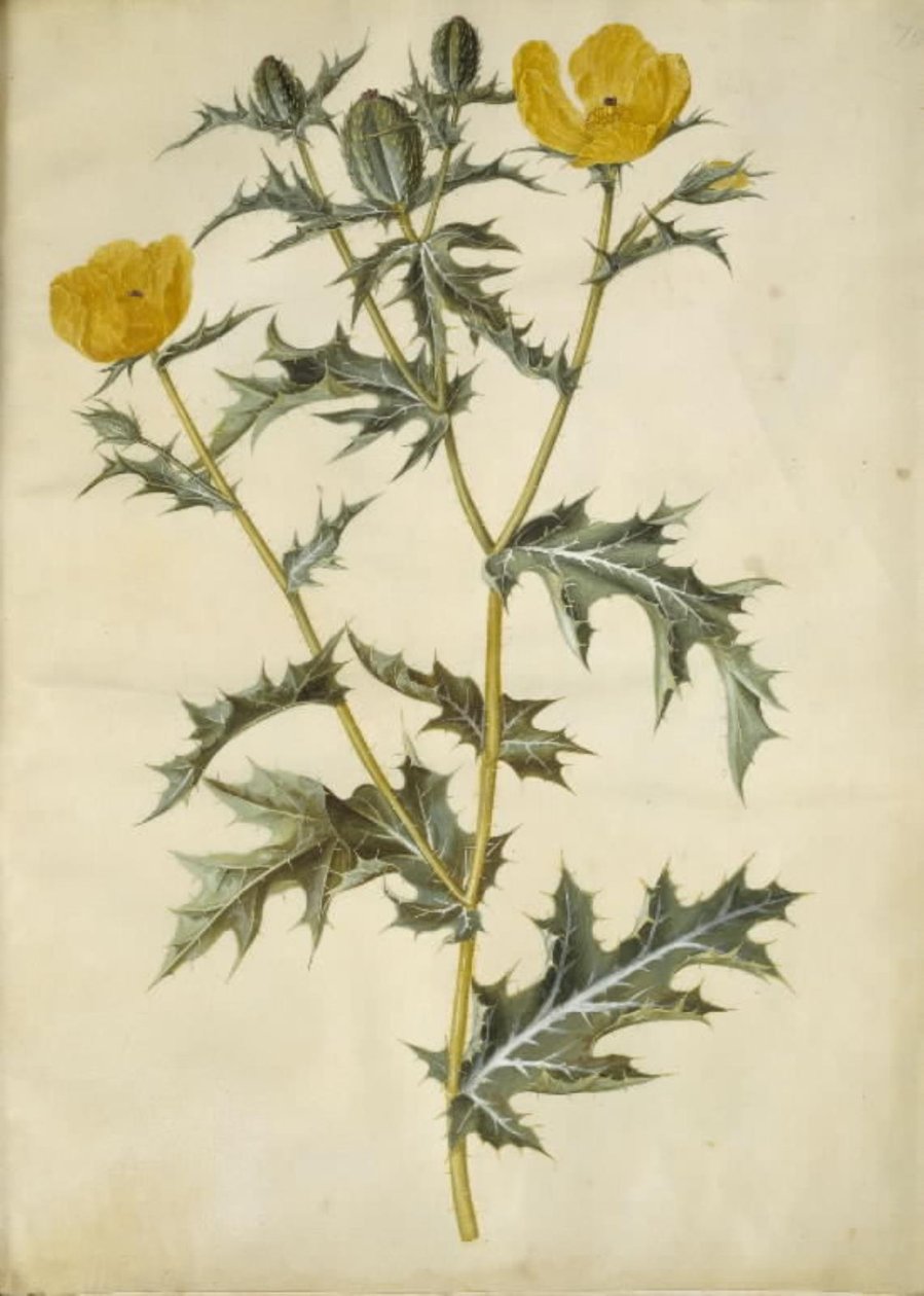 Argemone mexicana (Meksika domuz haşhaşı) by Hans Simon Holtzbecker