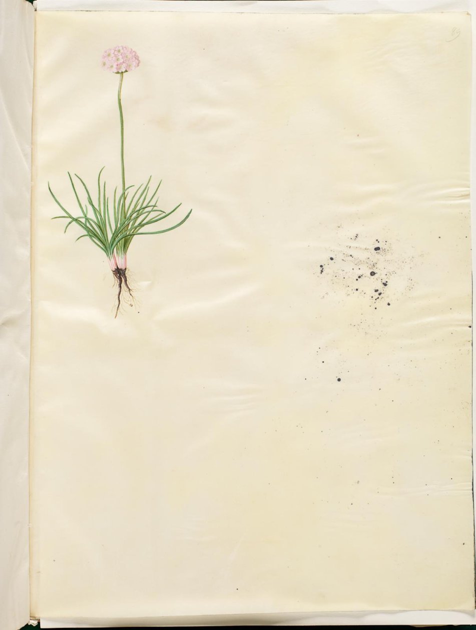 Armeria maritima (ortak İngiliz otu) by Hans Simon Holtzbecker