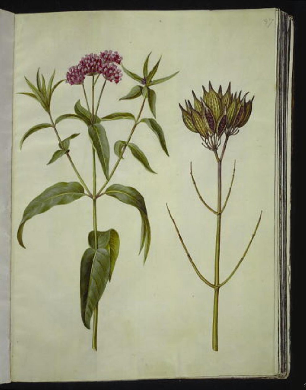 Asklepias incarnata (gül-silkeplante) by Hans Simon Holtzbecker