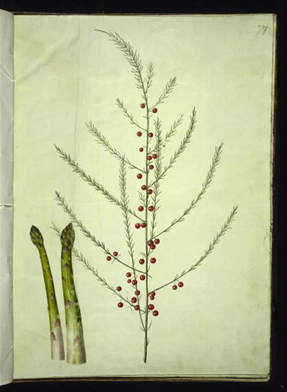 Kuşkonmaz officinalis (ortak kuşkonmaz) by Hans Simon Holtzbecker