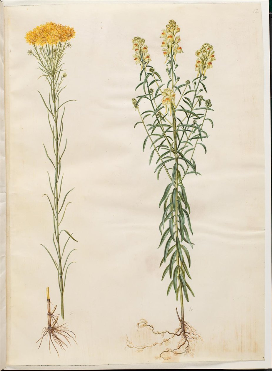 Aster linosyris (altın saçlı asterler); Linaria vulgaris (ortak morina ağzı) by Hans Simon Holtzbecker