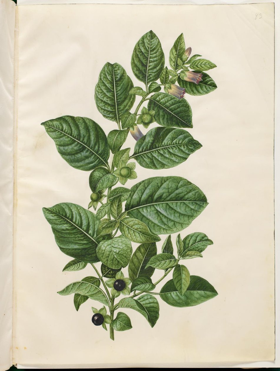 Atropa belladonna (acı) by Hans Simon Holtzbecker