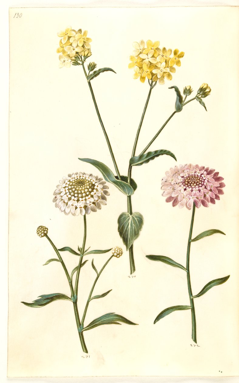 Brassica napus (kolza tohumu); Iberis amara (acı yay çiçeği) by Hans Simon Holtzbecker