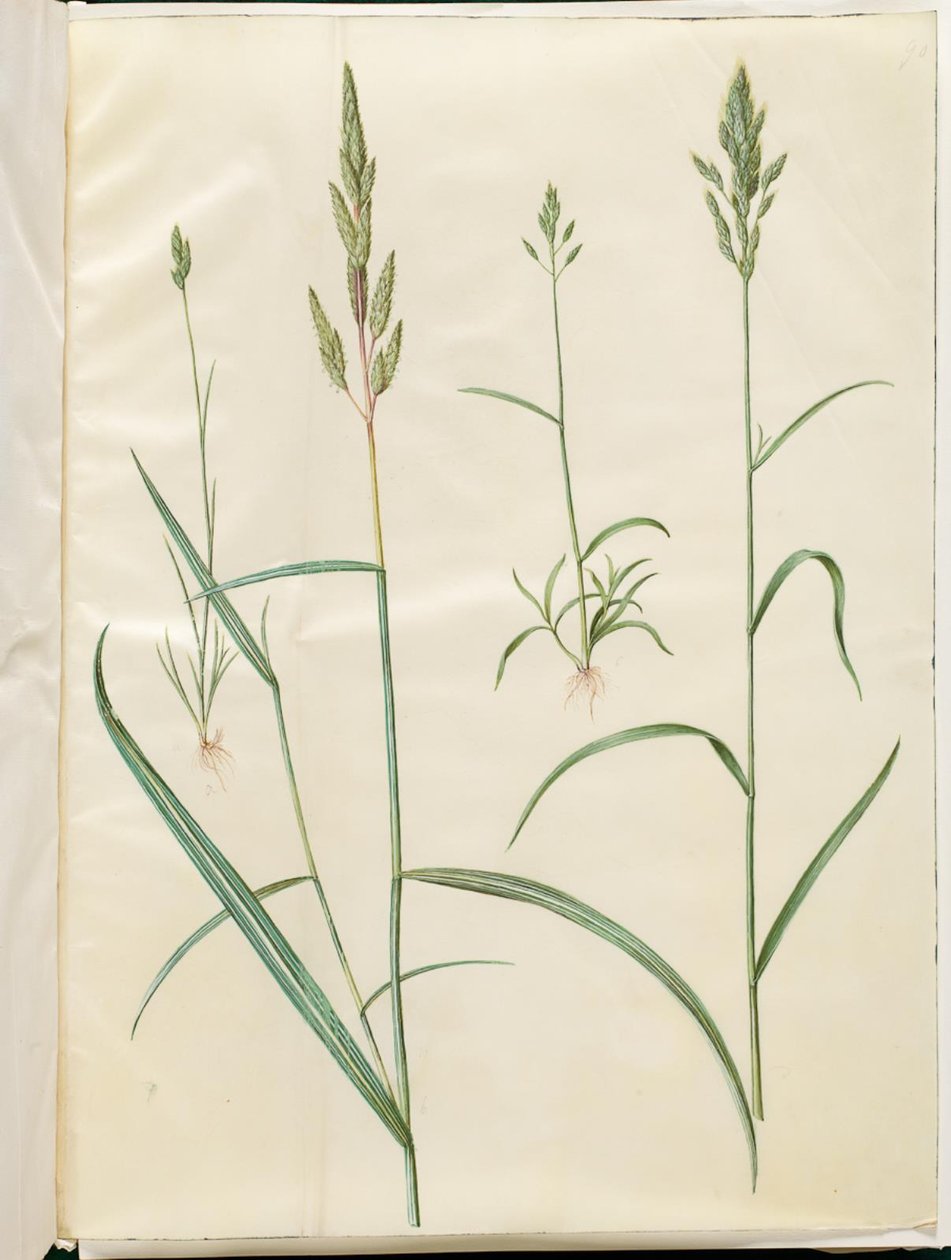 Bromus hordeaceus (yumuşak balıkçıl); Phalaris arundinacea (çizgili çimen) by Hans Simon Holtzbecker