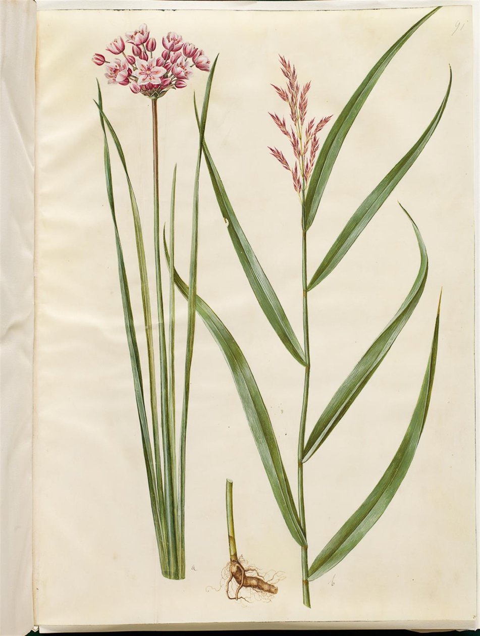 Butomus umbellatus (nedime); Phragmites australis (ortak kamış) by Hans Simon Holtzbecker