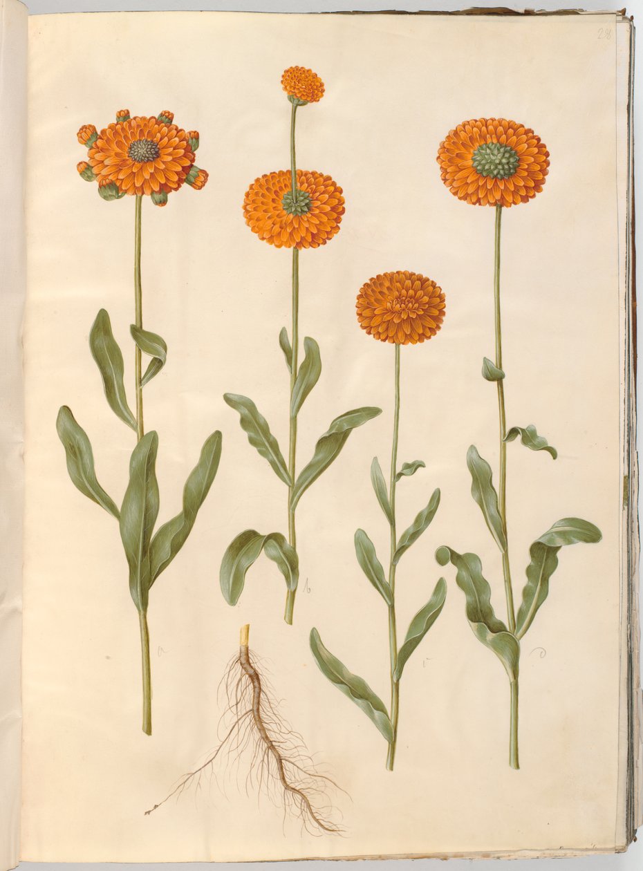 Calendula officinalis (sahip-morgenfruit) by Hans Simon Holtzbecker