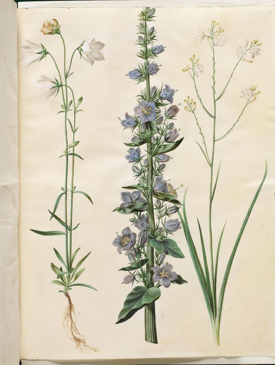 Campanula persicifolia (dar yapraklı çan); Campanula piramidalis (piramit çan); Anthericum ramosum (dallı örümcek) by Hans Simon Holtzbecker