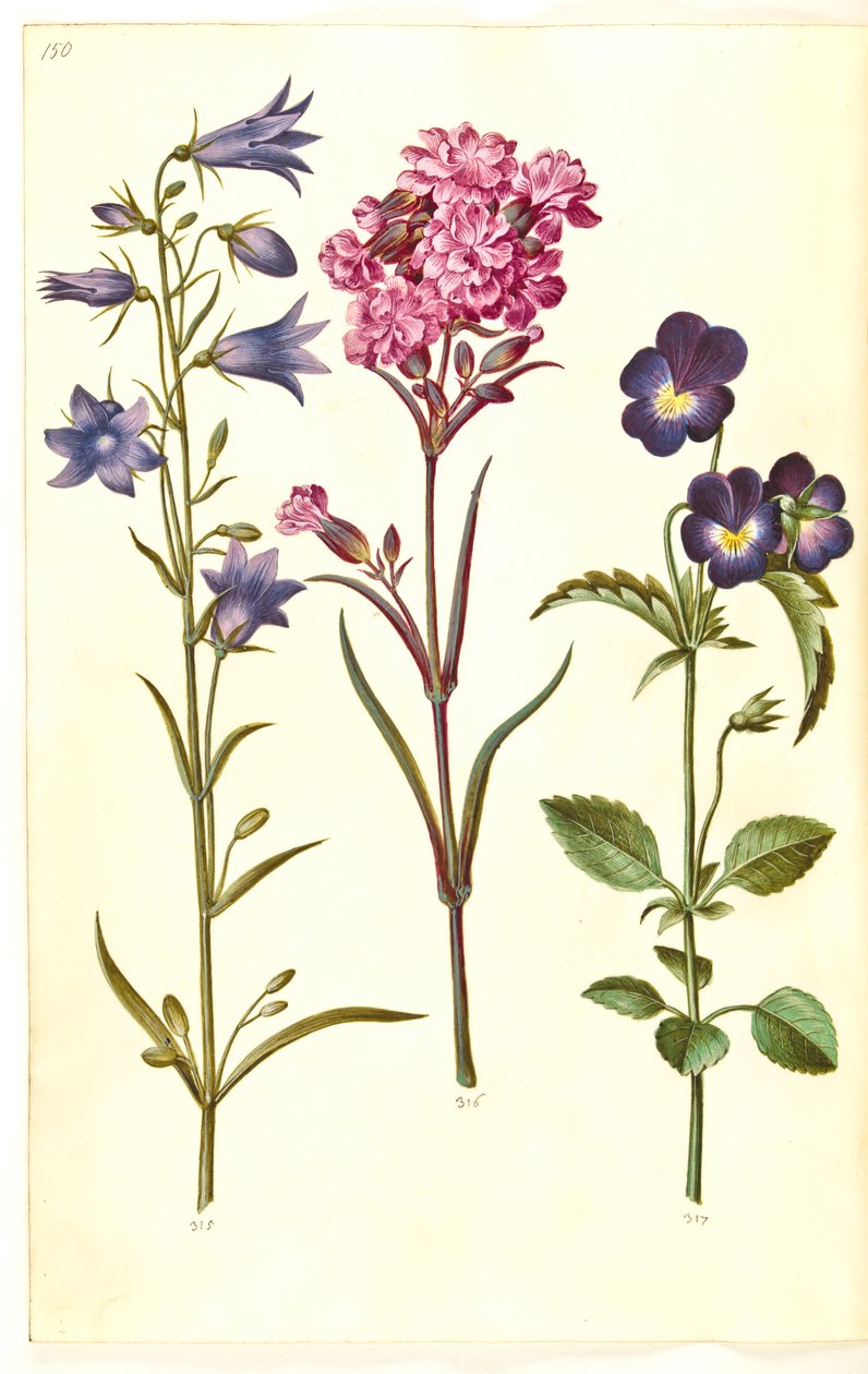 Campanula rotundifolia (küçük çan); Silene viscaria (ortak katran karanfil); Viyola üç renkli (ortak hercai menekşe) by Hans Simon Holtzbecker
