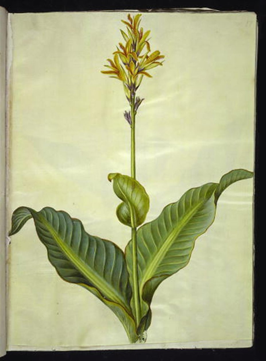 Canna indica (yenilebilir sürahi) by Hans Simon Holtzbecker